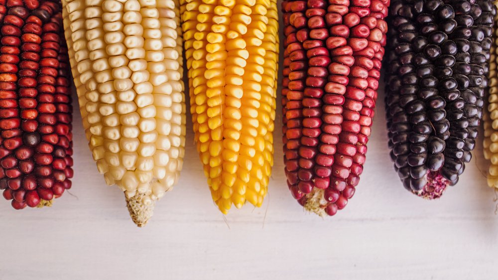 White, red & yellow corn